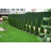Зелений паркан Co-Group змішаного кольору H-1.20м х 5м в рулоні
