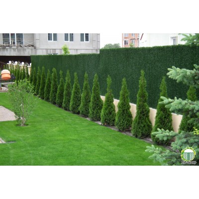 Зелений забор Co-Group  змішаний колір  H 0,8м х 10 м в рулоні