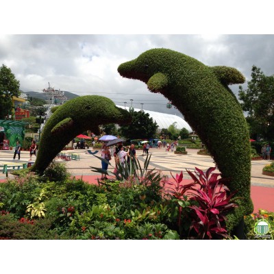 Зелені декоративні конструкції  Зелений паркан